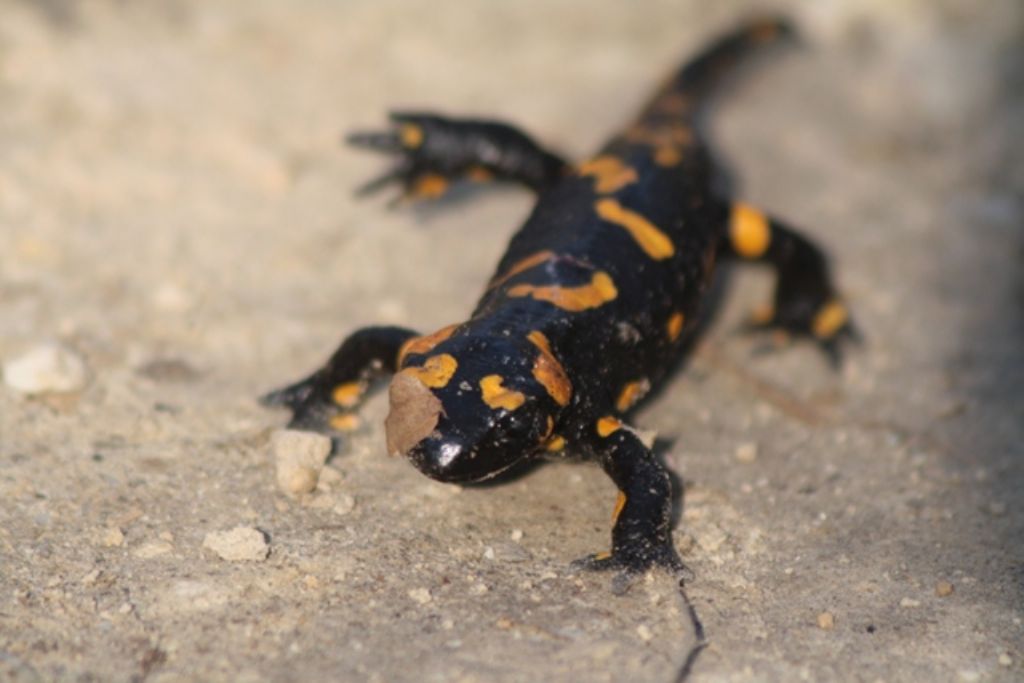 Salamandra pezzata